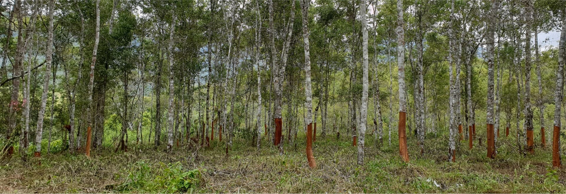 Collins Higgins Commodities — Indonesian cassia cinnamon supply chain