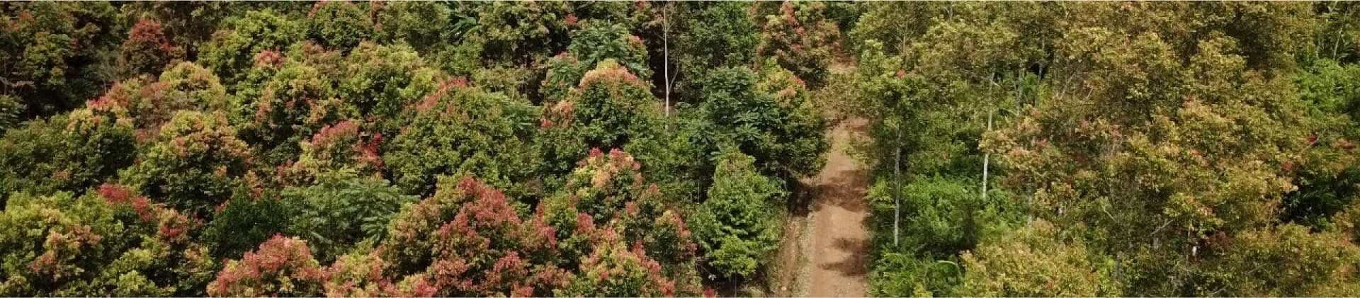 Indonesian cinnamon forest